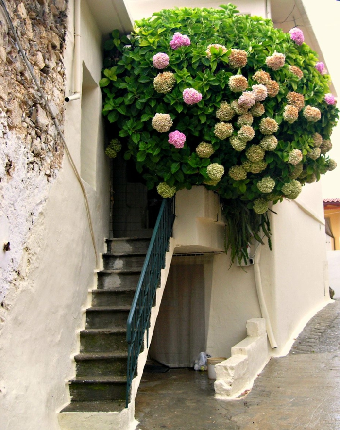 شرفة الزهور-السلالم الجميلة