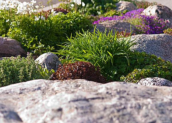 الحجارة مع النباتات تجمع بين تصميم الحديقة الحديثة