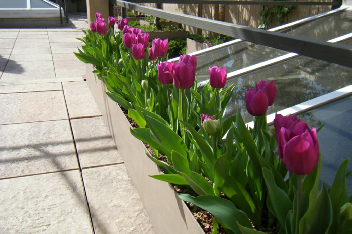 plantación terraza en la azotea tulipanes púrpura