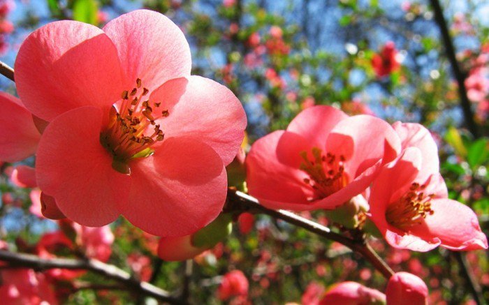 šarmantan roza cvijet fantastična slika Proljeće