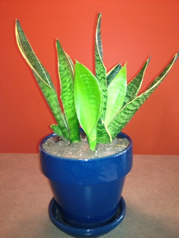 slika-of-a-egzotično-zeleno-biljka-plavi lonac