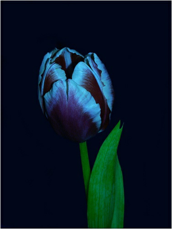 image de noir-tulipe-avec-infusion nuancé