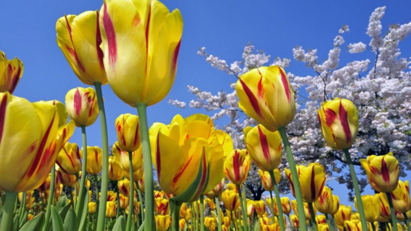 fondos de escritorio de tulipán de plantación de-la-tulipán-tulipán-en-Amsterdam-tulipán papel pintado de tulipán kaufen--