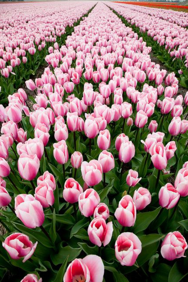 cuadrados tulipán-siembra-la-tulipán tulipán tulipán fondo de pantalla tulipán-buy-
