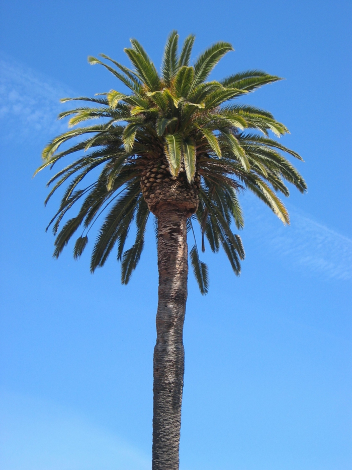 изображение от употреба палми-синьото небе-малко от фона