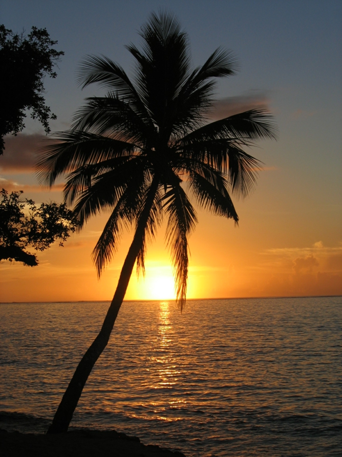 imagen-de-palma-puesta de sol