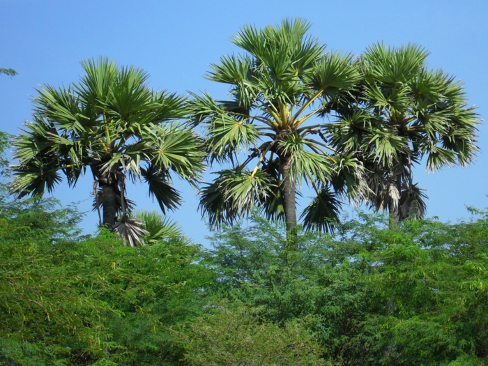 тапети засаждане на палмата-много-зелен