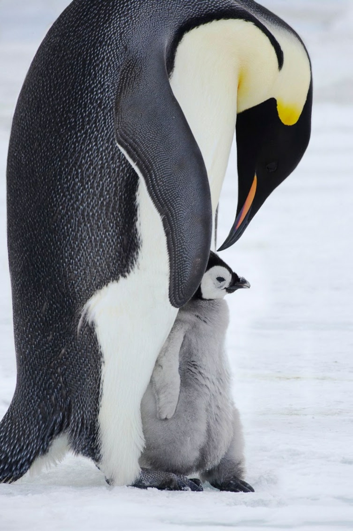 красиви снимки на животни, пингвини - бебе и майка, сладки бебешки животни, майчината любов