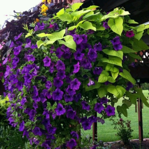plante grimpante de floraison violette