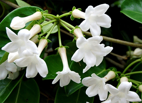खिलने-घरेलू पौधे-Stephanotis_floribunda माला पाश सफेद