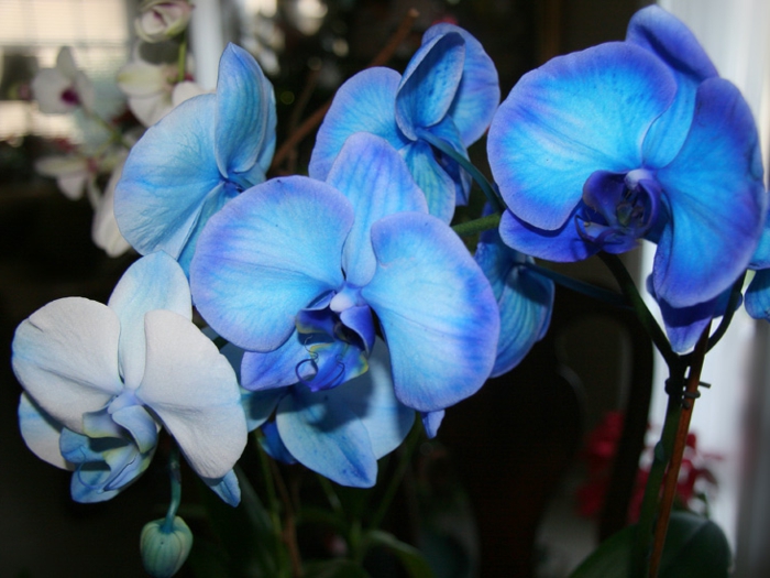 blue-Orhideen fajok