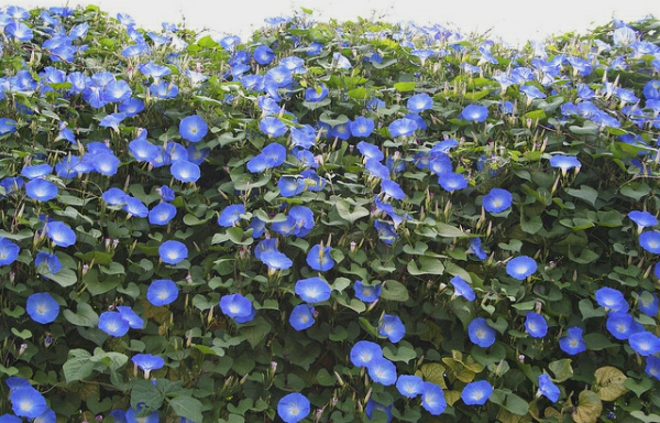 όμορφη - μπλε λουλούδια-αναρρίχηση-φυτό