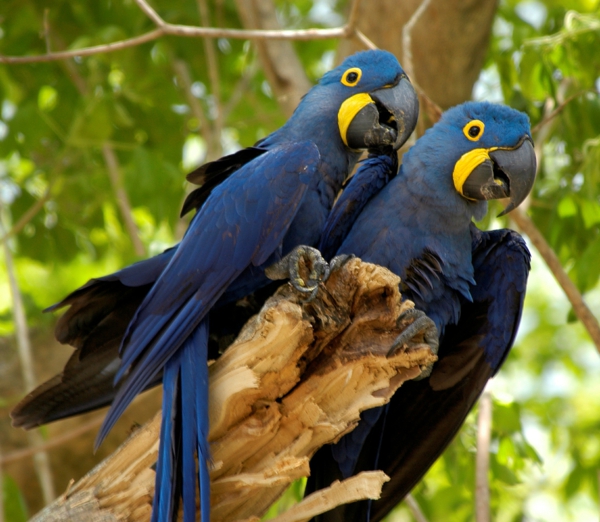 -blauer Parrot perroquet perroquet fond d'écran