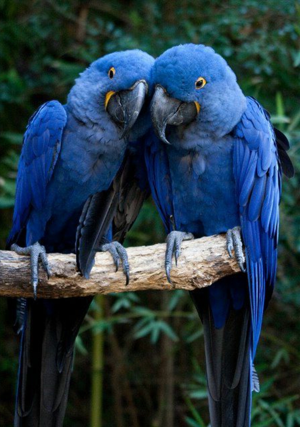 plavo-papiga-papiga-papiga pozadina papige