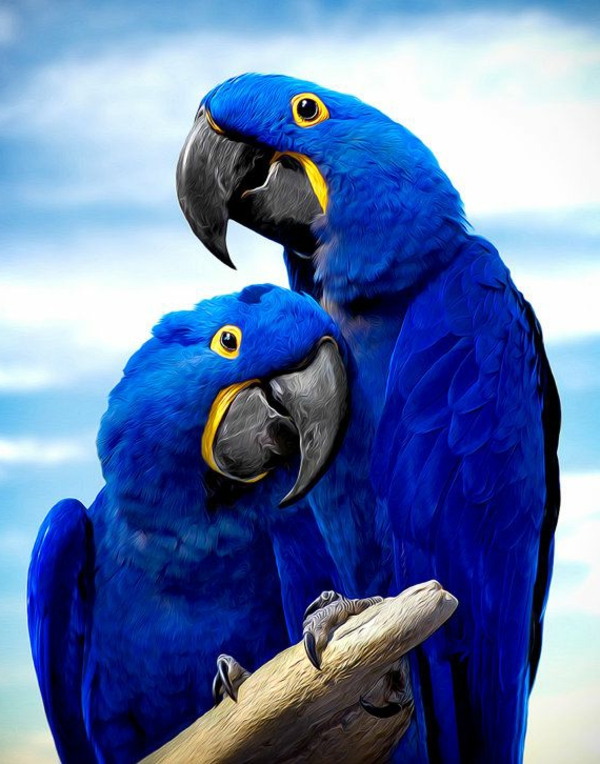 -blauer-papagáj-papagáj-papagáj papagájok tapéta