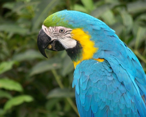 --blauer-папагал папагал папагал тапети папагали