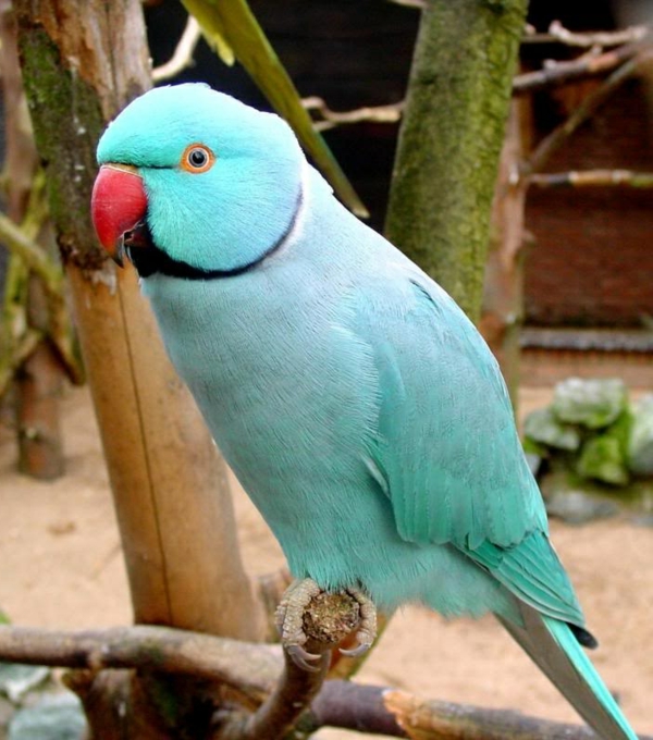 Plavi papagaj papiga papiga pozadina papiga