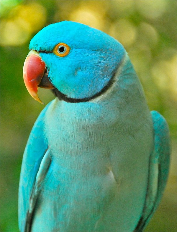 -blauer-папагал - папагал папагал тапети