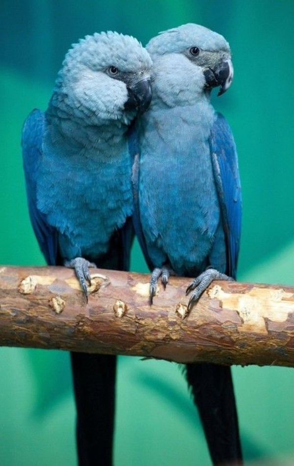 --blauer Parrot Parrot pozadina papiga pozadina papiga