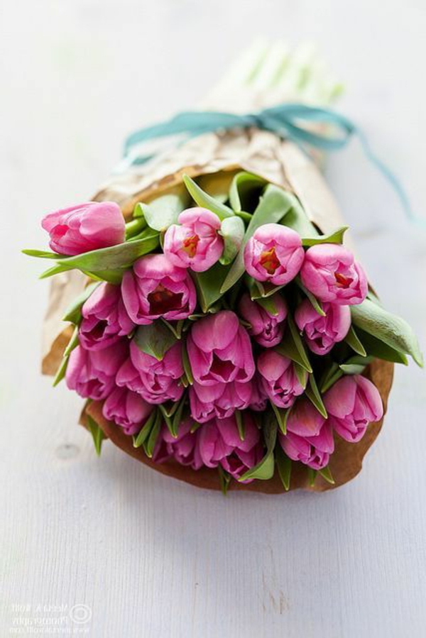 Cvjetni ukras pozadina tulipana sadnju tulipana-the-kupiti-tulipanima tulipan-u-Amsterdam-tulipana tapeta
