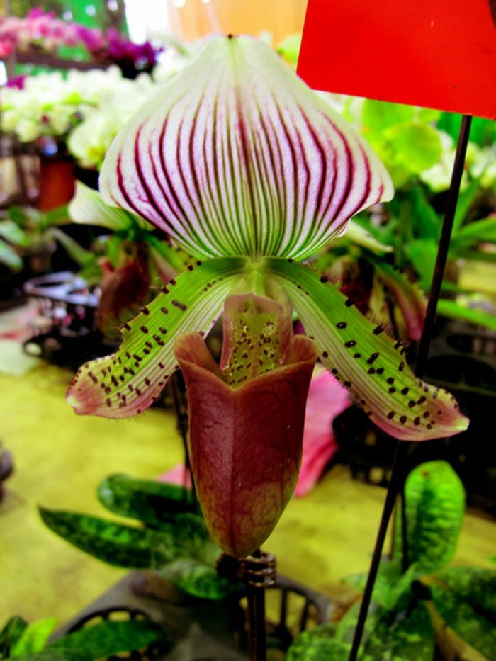 מינים צבעוניים-Orhideen
