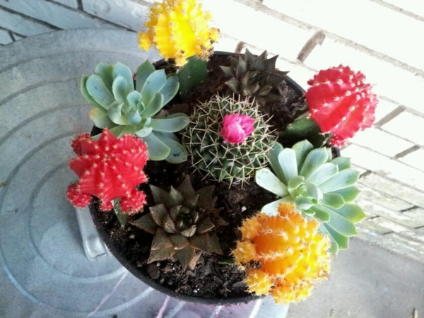 napravite šarene vrste cvjetnog kaktusa iz gore