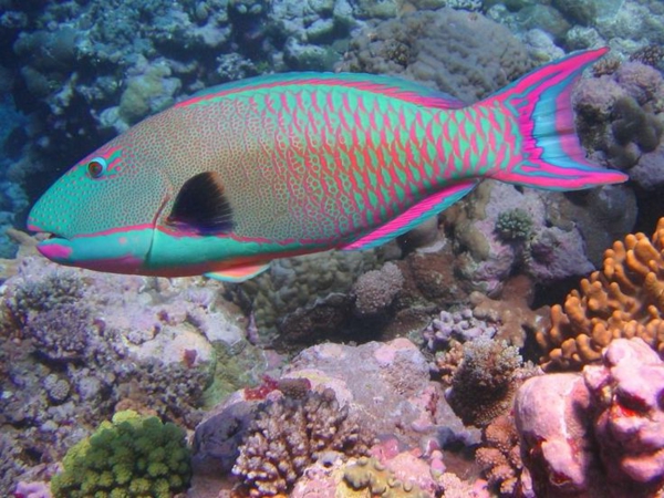 колоритен-риба-красиви цвята-хладен тапети