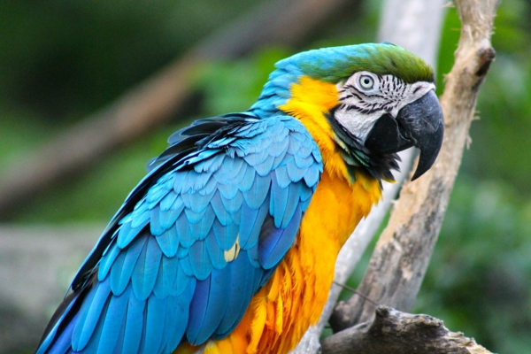 колоритен-папагал папагал папагал тапети тапети синьо-жълто-