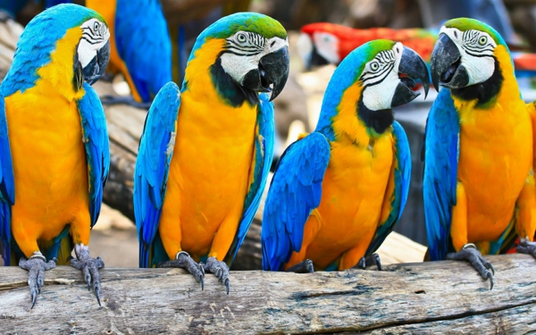 колоритен-папагал папагал папагал тапети тапети