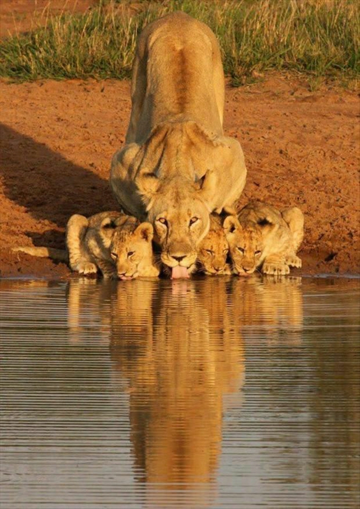 готини снимки Lioness малко лъв-вода за пиене