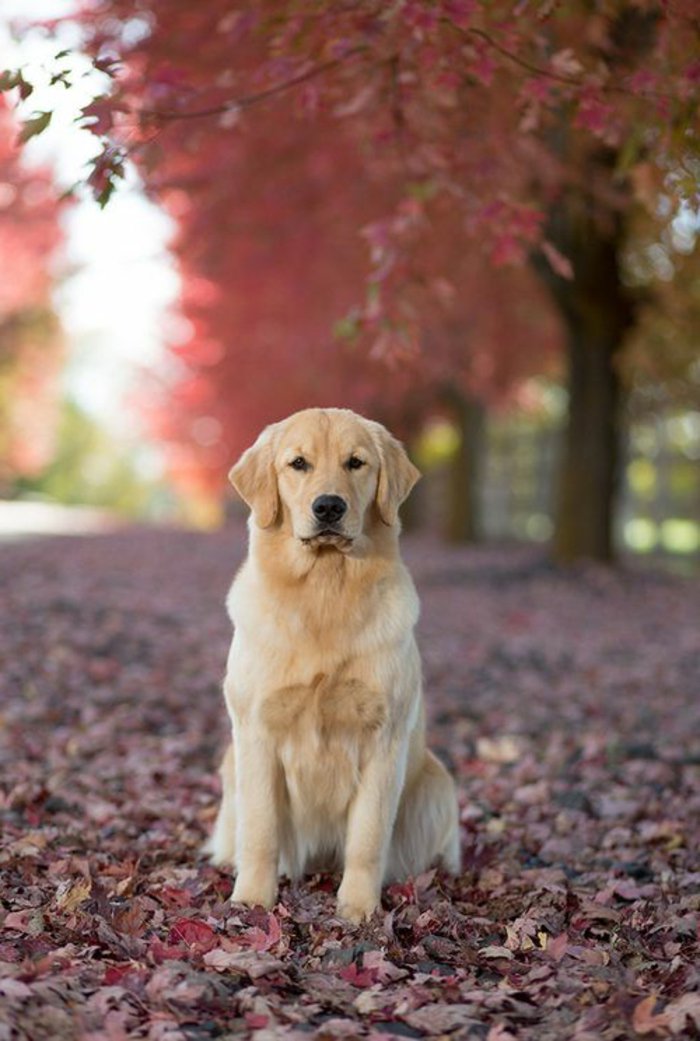 готини снимки-на-кучета-голдън ретривър сериозно лице