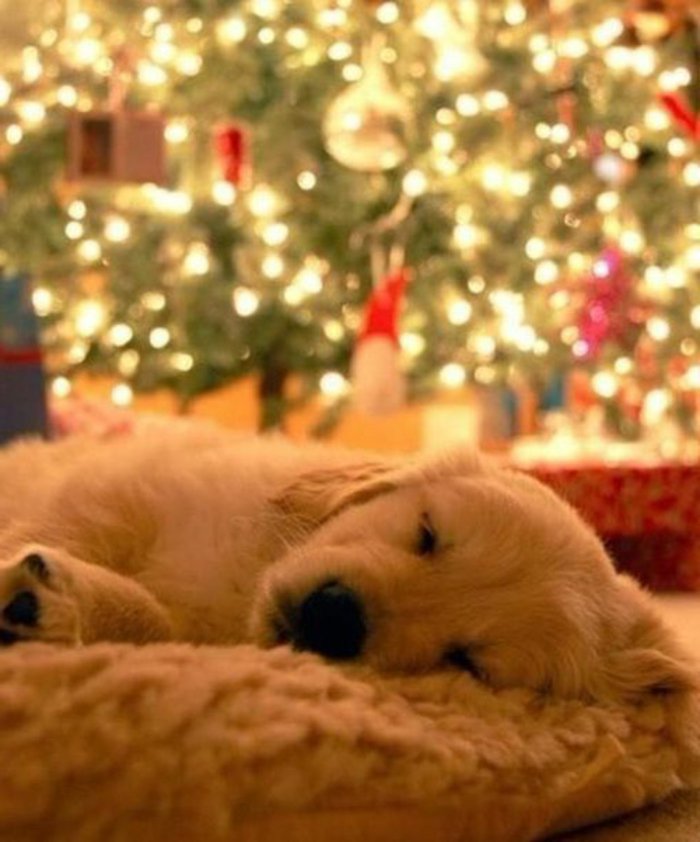 بارد الصور من الكلاب-الذهبي-retriver-يعرج-دافئ زينة عيد الميلاد