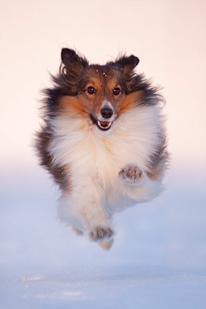 готини снимки-на-кучета-бягане в сняг десен момент
