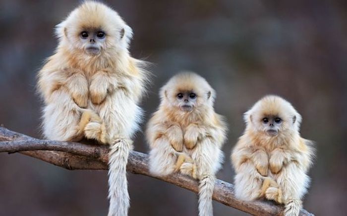 три сладки маймуни седят тихо на клон, висящи опашка, черни очи