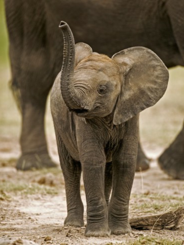 frais-photo par baby-éléphant avant-sa-mère
