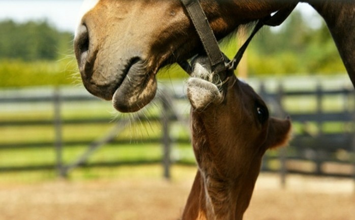 δροσερό-αστείο-φωτογραφία-όμορφα-άλογο-καρύδι-και-λίγο-μωρό