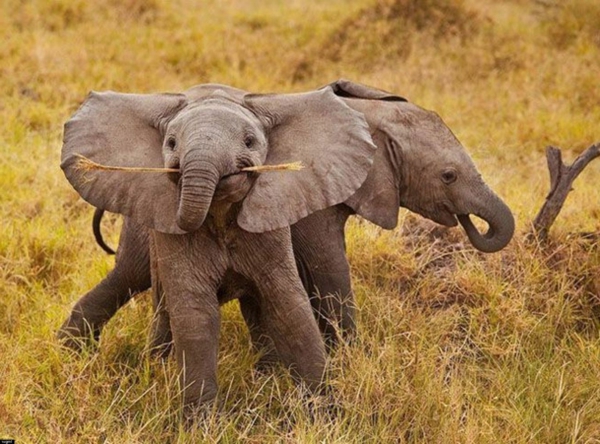 cool-luonnollinen-valokuva-by-vauva-norsu