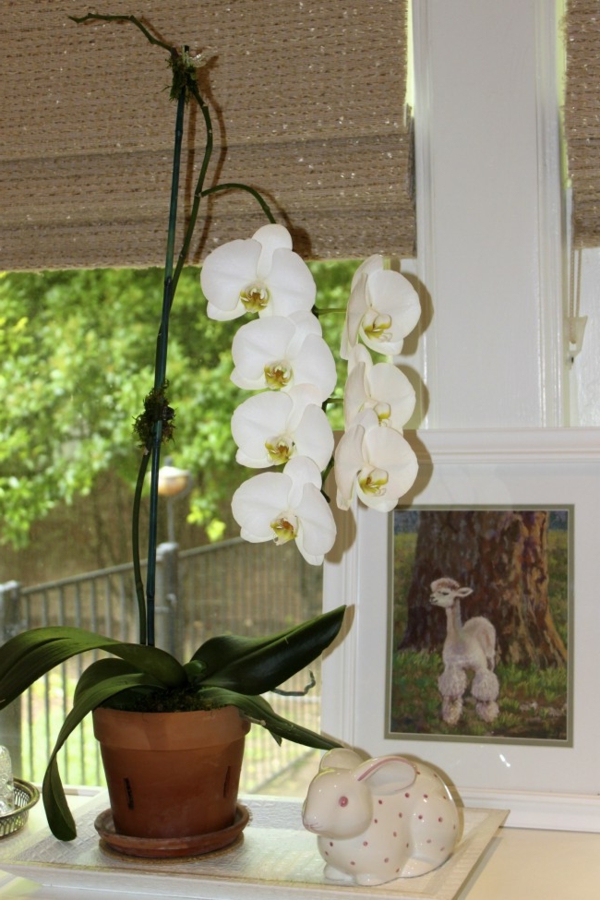 deco-with-orchids-a-picture-takana-ikkuna kaihtimet ikkunassa