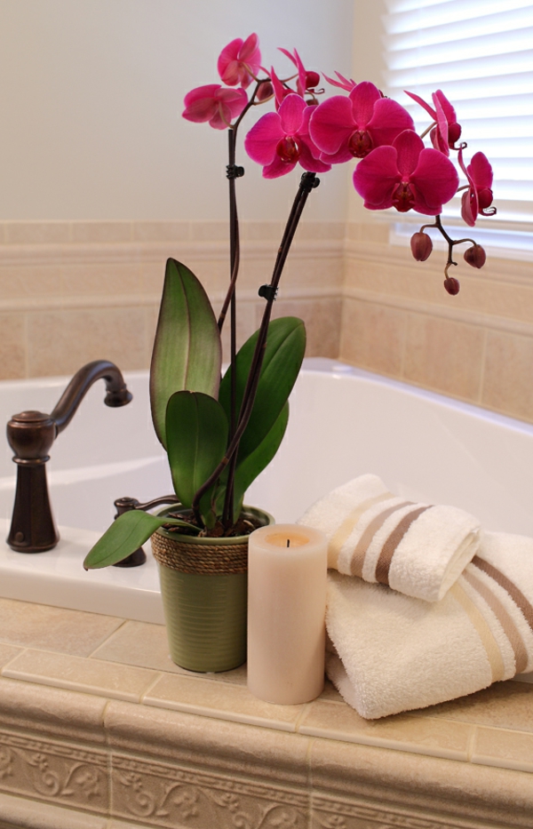 koriste-orkideat-for-bathrooms-valkoiset kaihtimet takana