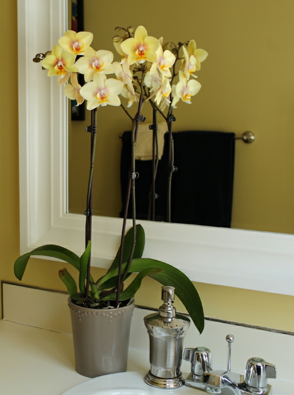deco-s-orkide-žute boje - ispred velikog ogledala