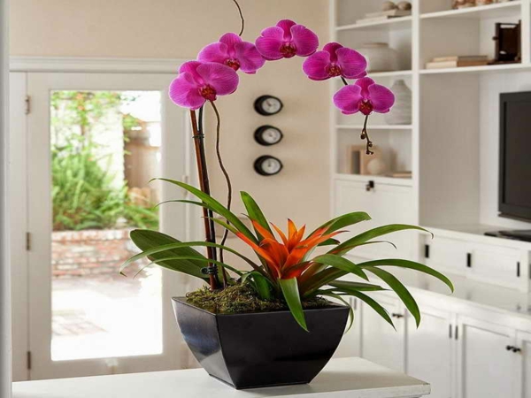 deco-orchid-modern-design-valkoisilla väreillä