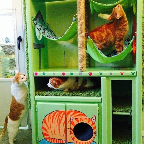 дизайнерски мебели котка-DIY-котка-хотел-зелен