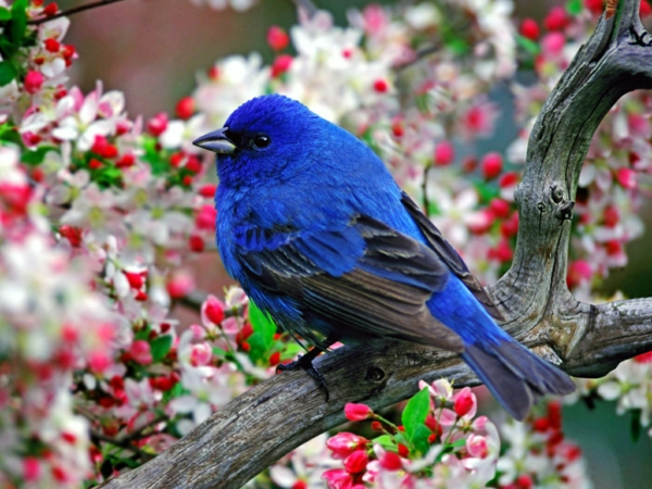 desktop background-tavaszi kék madár