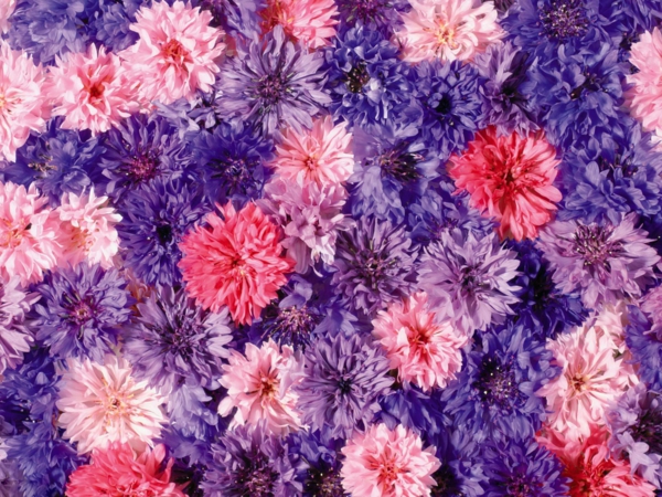 Фон на работния плот пружинно цветя-в-лилаво-и-розово