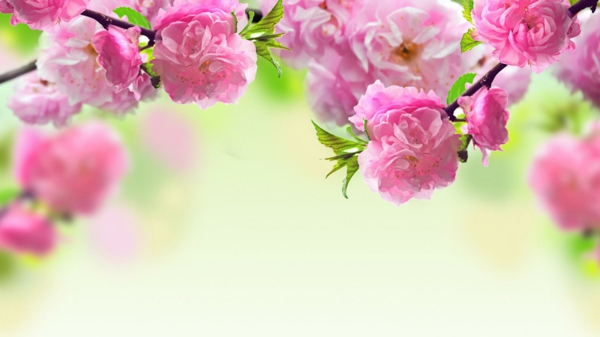 desktop background-tavaszi virágok-in-pink