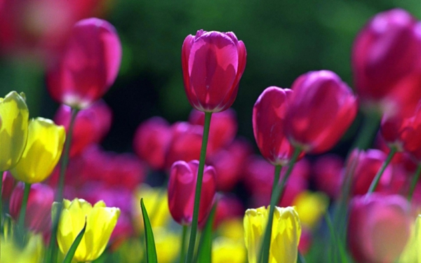 desktop background-rugós színes tulipánok-