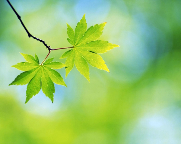 desktop background-tavaszi-zöld levelek