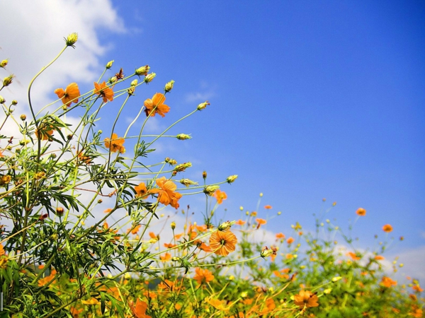 фон на работния плот-пролет-трева цветя небе