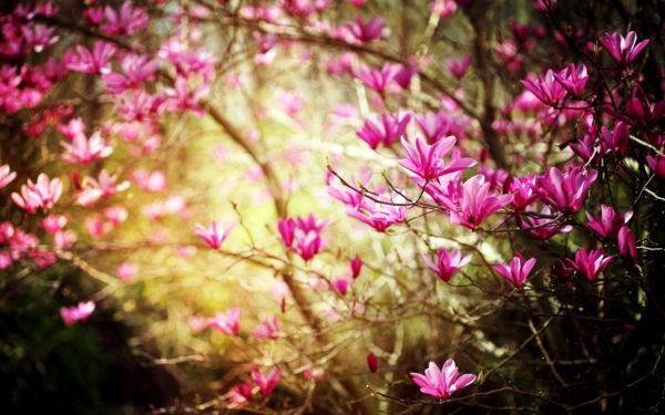 фон на работния плот-пролет-красив-розови-цветя