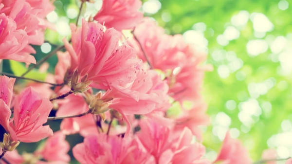 desktop background-spring-rózsás virágok
